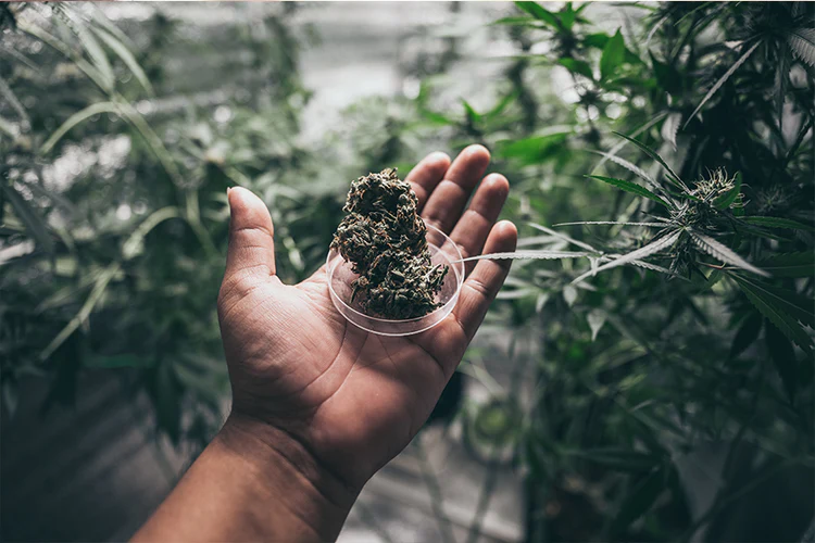 Cannabis Legalisation in USA Cannabis Legalisation in USA