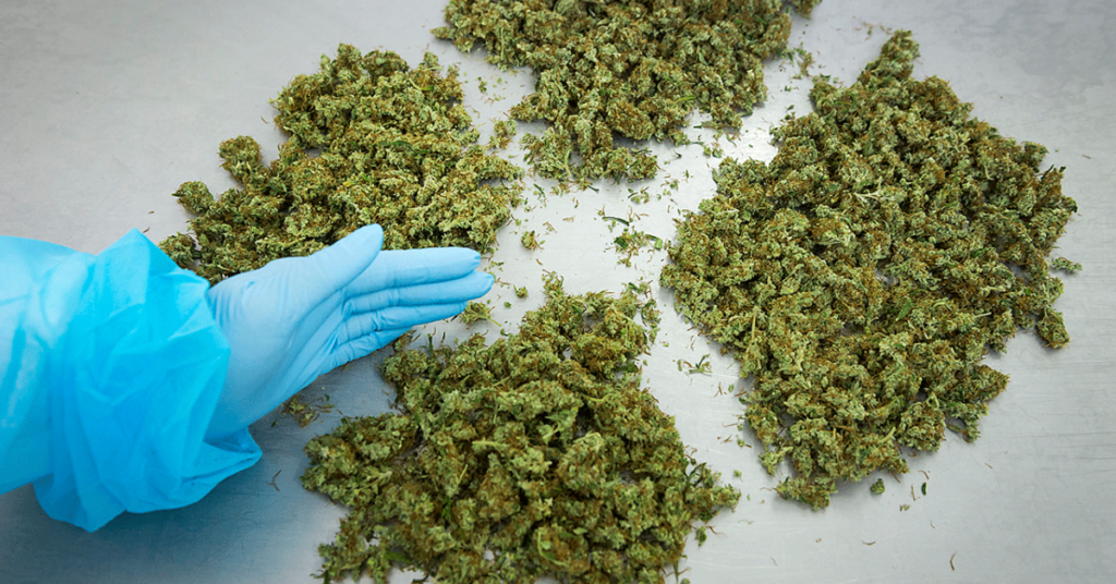 How to Make Cannabis Cookies How to Make Cannabis Cookies