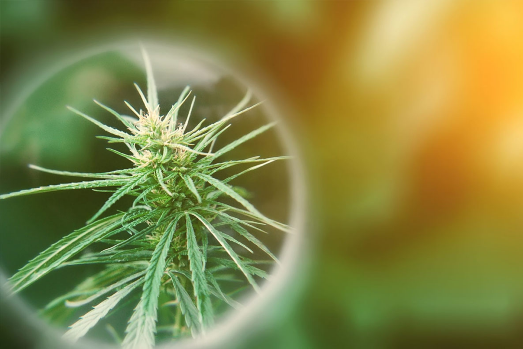 Marijuana Concentrates guide Marijuana Concentrates guide