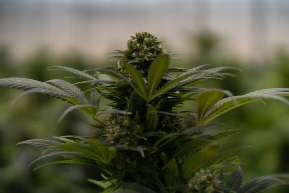 What are Cannabis Cookies? What are Cannabis Cookies?