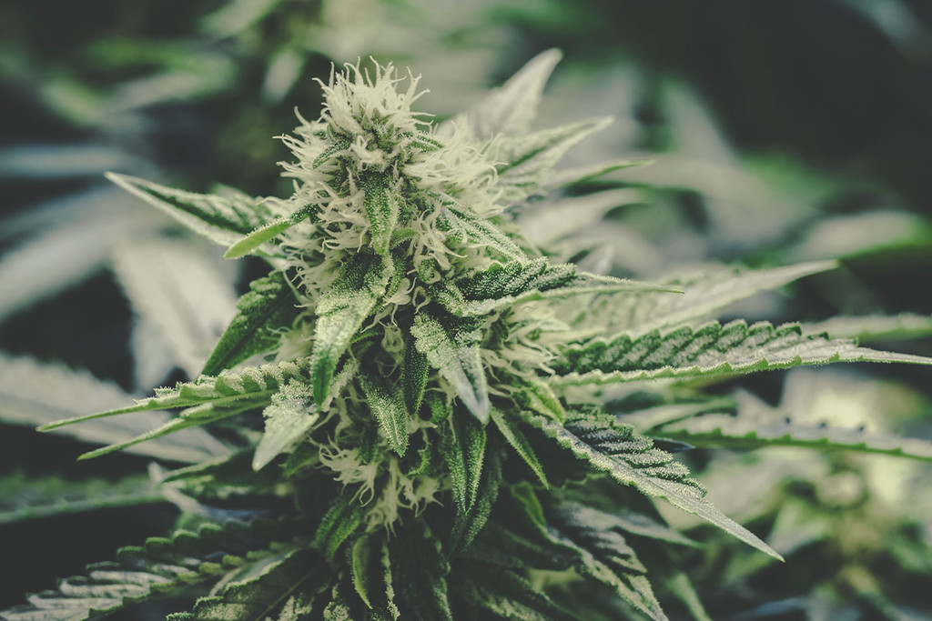 THC for beginners THC for beginners