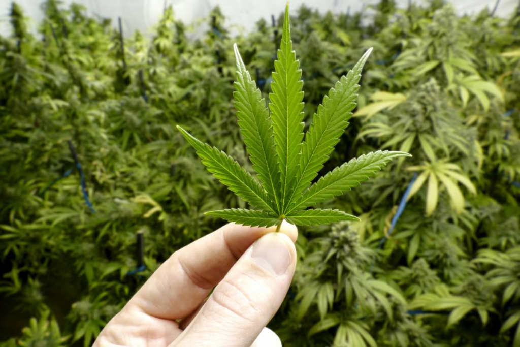 What is cannabis drug for? What is cannabis drug for?