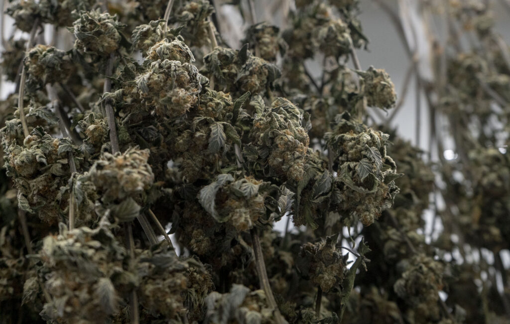 Are small weed buds bad? Are small weed buds bad?