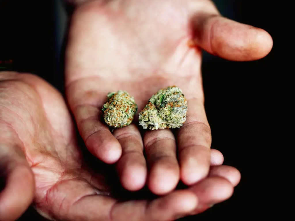 Living soil for cannabis Living soil for cannabis