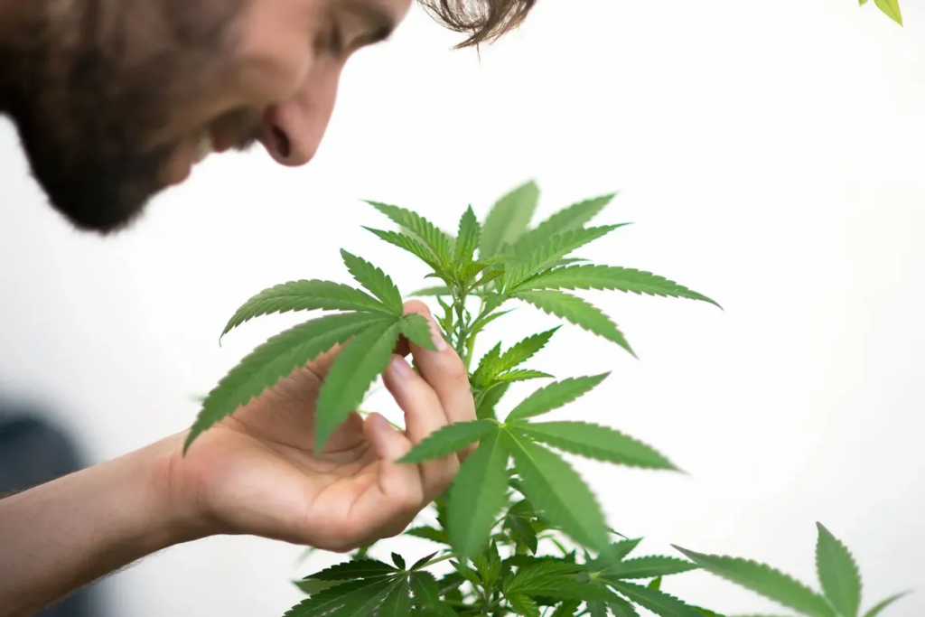 What are indica weed effects? What are indica weed effects?