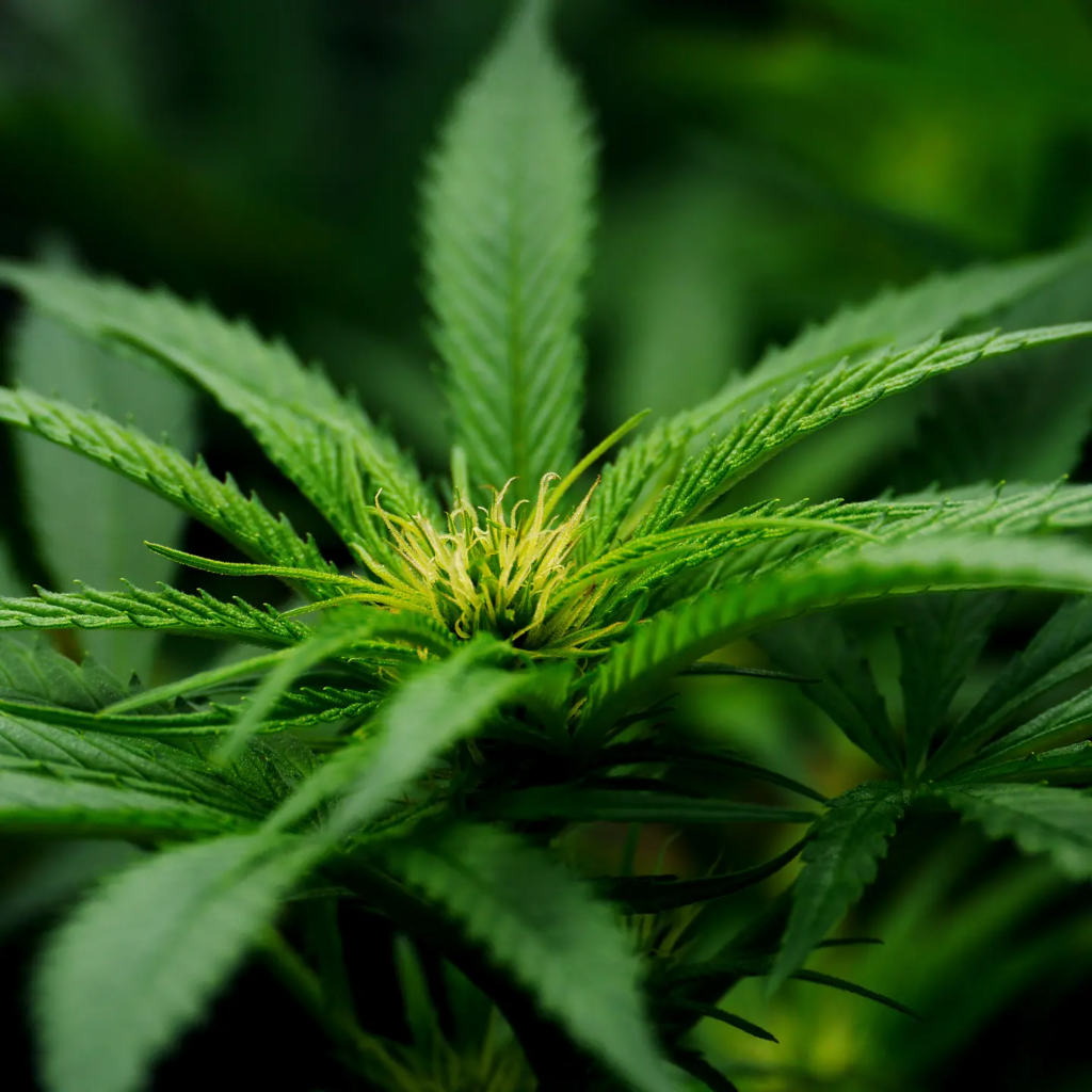 How do you describe a cannabis flower? How do you describe a cannabis flower?